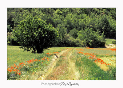 Coquelicots Chemin faisant.jpg