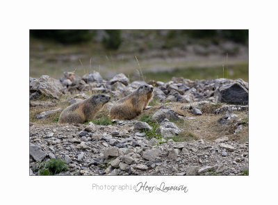 08 2017 IMG_9736 BEUIL Marmottes.jpg