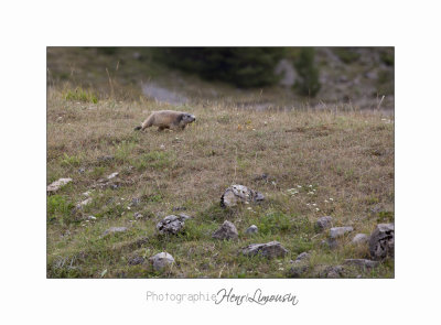 IMG_9749 BEUIL Marmottes.jpg
