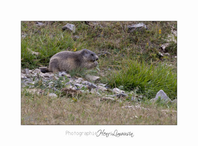 08 2017 IMG_9755 BEUIL Marmottes.jpg