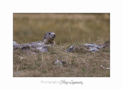 08 2017 IMG_9786 BEUIL Marmottes.jpg