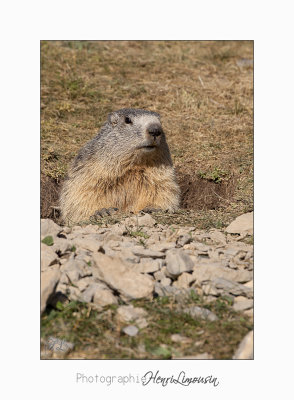 08 2017 IMG_9971 BEUIL Marmottes copie.jpg