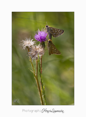 08 2017 IMG_0241 Digne jardin papillon.jpg