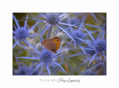 08 2017 IMG_0351 Digne jardin papillon.jpg