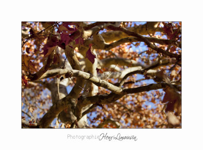2017 11 _MG_2434 nature vaugrenier arbre.jpg