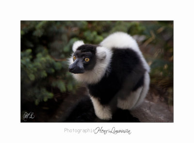 2017 10 IMG_2182 PHOENIX lemurien.jpg