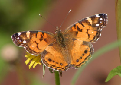 Vanessa virginiensis; American Lady