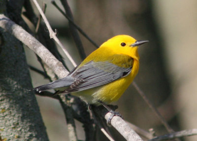 Prothonotary Warbler; breeding male