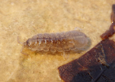 Caecidotea Isopod species