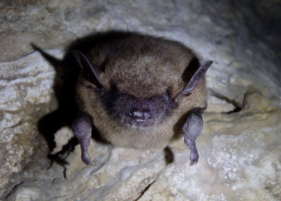 Big Brown Bat 