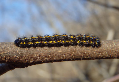 8107-8112 - Haploa Tiger Moth species larva