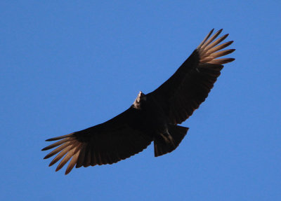 Black Vulture 