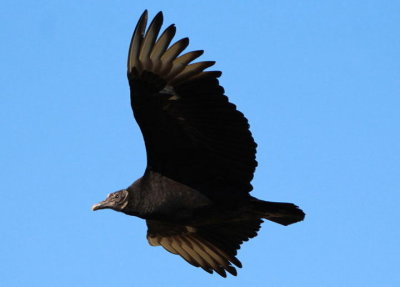 Black Vulture 