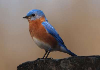 Eastern Bluebird; male