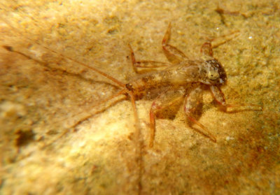 Maccaffertium vicarium; Flatheaded Mayfly species nymph