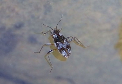 Microvelia Water Strider species