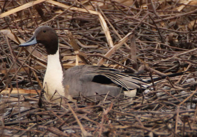 Northern Pintail; male