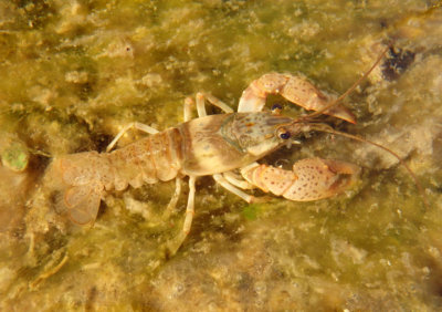 Orconectes ozarkae; Ozark Crayfish