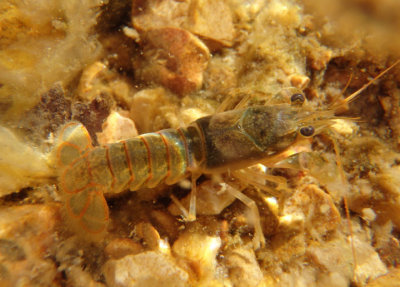 Orconectes punctimanus; Spothanded Crayfish
