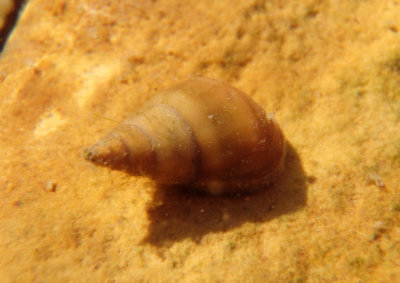 Prosobranchia Gilled Snail species