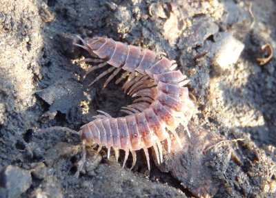 Pseudopolydesmus Flat-backed Millipede species