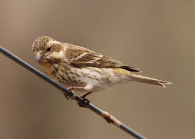 Purple Finch; young male