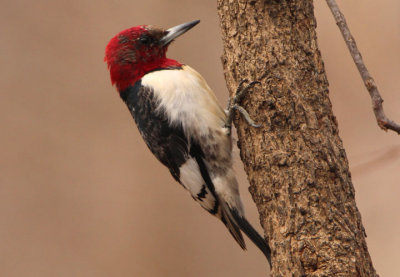 Red-headed Woodpecker; juvenile