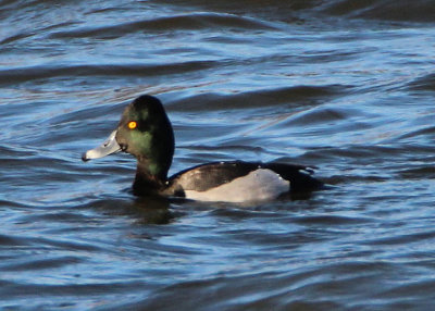 Ring-necked X Scaup species hybrid; male