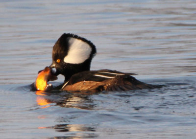 Hooded Merganser; male