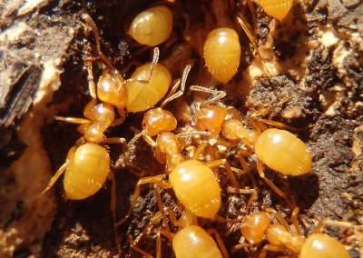 Lasius interjectus; Cornfield Ant species 