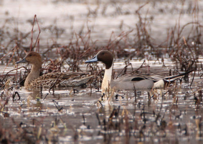 Northern Pintail pair