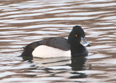 Ring-necked Duck X Scaup species hybrid; male