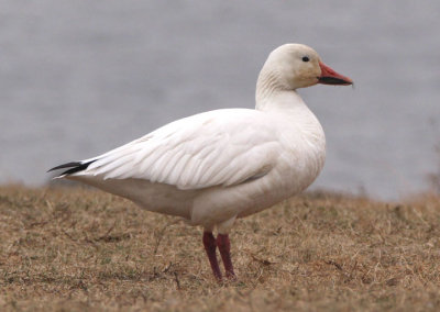 Snow Goose; light morph