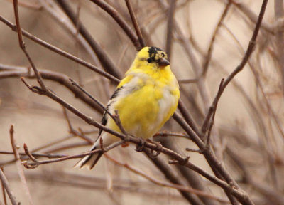 American Goldfinch; transitional male