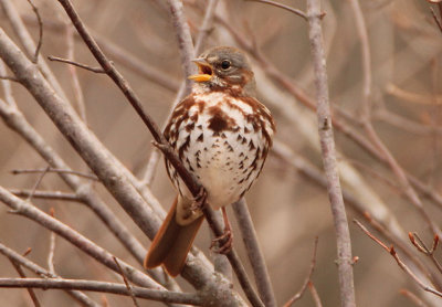 Red Fox Sparrow