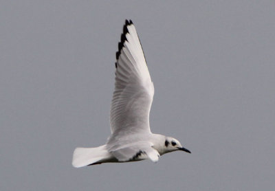 Bonaparte's Gull; basic