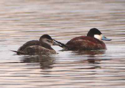 Ruddy Duck pair