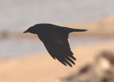 Fish Crow