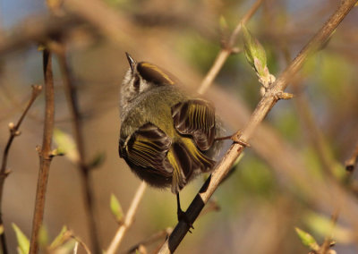 Golden-crowned Kinglet; male