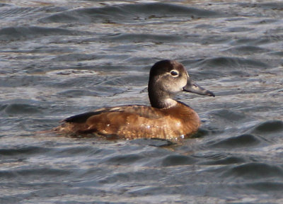 Ring-necked Duck; female