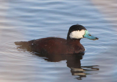 Ruddy Duck; breeding male