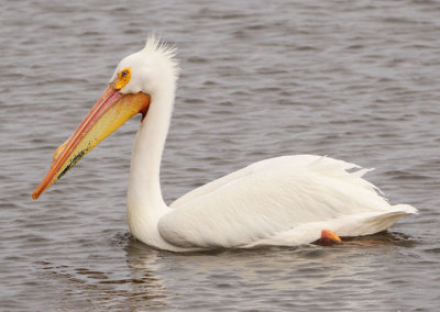 American White Pelican; breeding