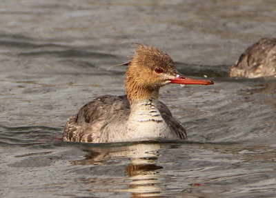 Red-breasted Merganser; female