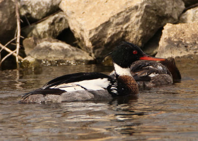 Red-breasted Merganser; male