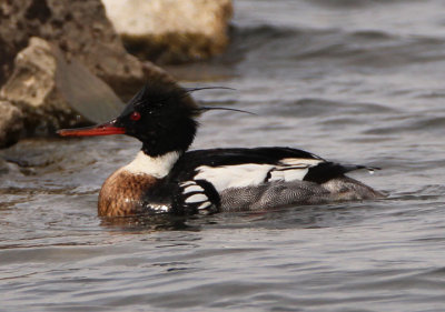 Red-breasted Merganser; male