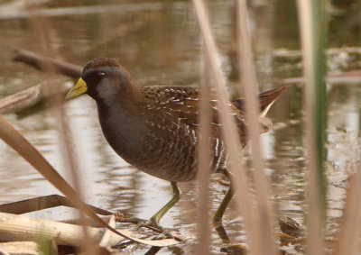 Sora; breeding