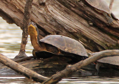 Blanding's Turtle