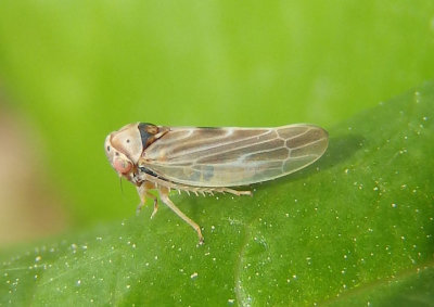 Agalliopsis ancistra; Leafhopper species