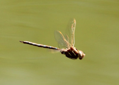 Basiaeschna janata; Springtime Darner