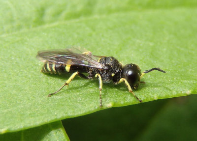 Ectemnius continuus; Square-headed Wasp species; female